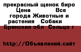 прекрасный щенок биро › Цена ­ 20 000 - Все города Животные и растения » Собаки   . Брянская обл.,Сельцо г.